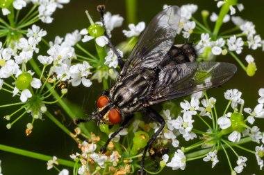Common Flesh Fly Sarcophaga carnaria on the white blossom.