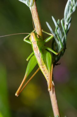 Green grasshopper sitting on a green leaf. Grasshopper in nature.