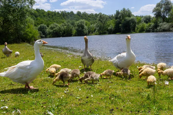 Egyptian Goose Family Wild Female Male Goslings Egyptian Goose Resting — Zdjęcie stockowe