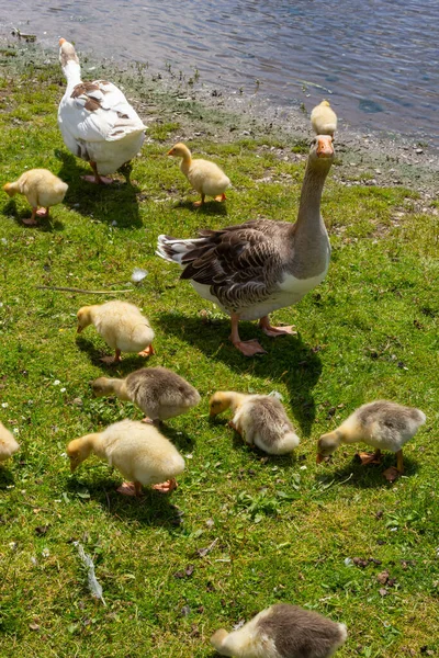 Angry goose protects goslings outdoors on a green meadow. Countryside concept, domestic goose with gosligs.