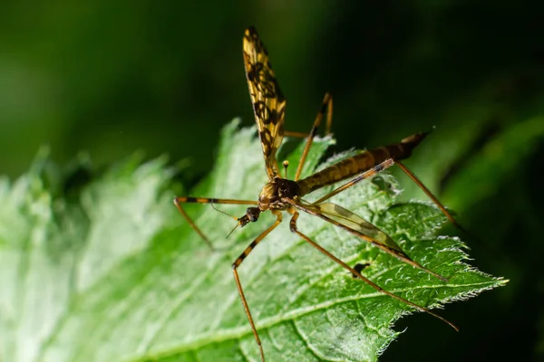 Limoniinae Sits Sheet Green Leaf Forest Summer — Stock fotografie