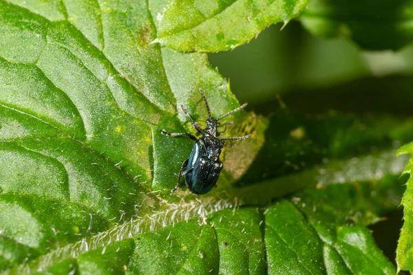 A macro shot of a black weevil Magdalis armigera seen on a stinging nettle leaf.