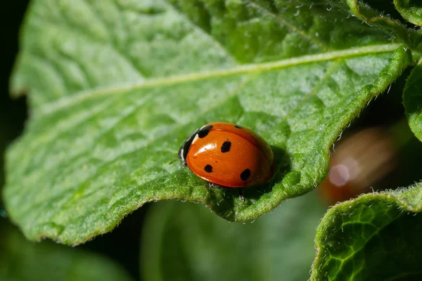 Macro of spring red ladybug Coccinella septempunctata on green leaf in forest, natural environment.