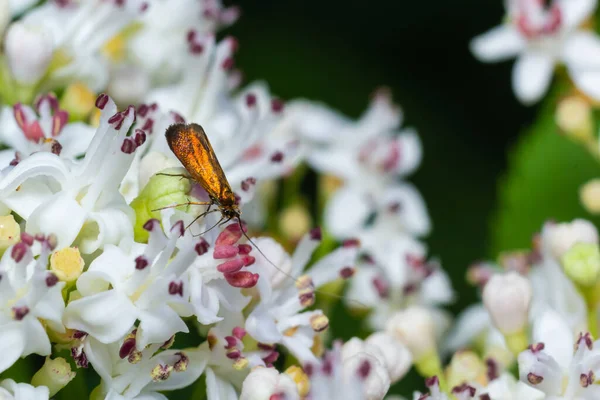 Close-up image of a long-legged butterfly, Nemophora degeerella on white flowers.