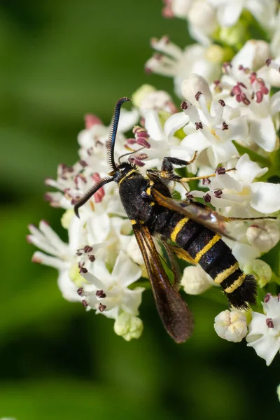 Paranthrene tabaniformis on elder flower close-up. In the natural environment, near the forest in summer.