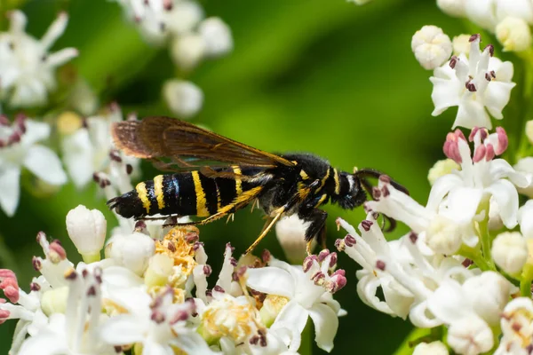 Paranthrene tabaniformis on elder flower close-up. In the natural environment, near the forest in summer.