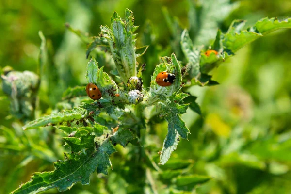 Seven Spot Ladybird Coccinella Septempunctata Ladybug Eating Aphids — Stock Photo, Image