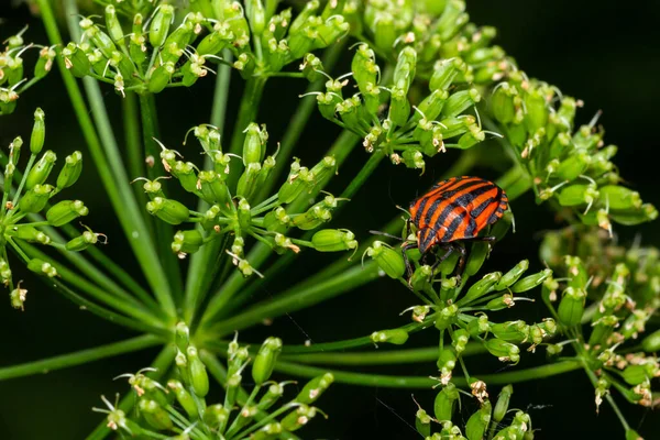 Colorful Striped Bug or Minstrel Bug Graphosoma lineatum, Graphosoma italicum. Insects of natural meadows and forests.