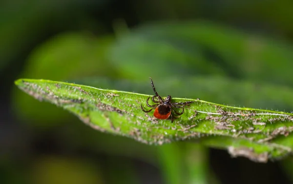 Eine Gefährliche Parasiten Und Infektionsträgermilbe Sitzt Auf Einem Grünen Blatt — Stockfoto