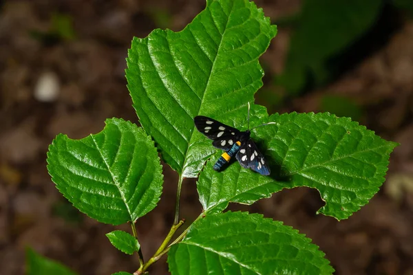 Nine Spotted Moth Yellow Belted Burnet Amata Phegea Formerly Syntomis — Stockfoto