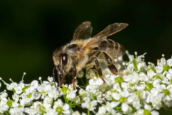 Bee Gathering Pollen White Flower Summer Day Close — Stock Photo, Image
