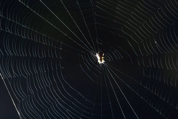 Triangulate Cobweb Triangulate Comb Foot Spider Steatoda Triangulosa — Photo