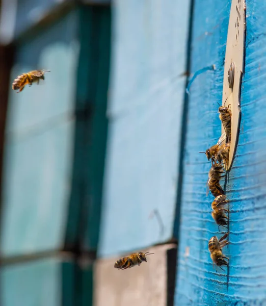 Swarm Honey Bees Flying Beehive Bees Returning Collecting Honey Fly — Stock Photo, Image