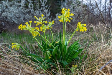 Primula veris, Primulaceae familyasından bir çiçekli otçul bitki türü. Bu tür, ılıman Avrupa 'nın çoğunda doğaldır..