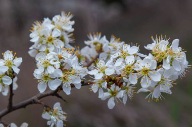 Prunus spinosa, gülgiller (Rosaceae) familyasından bir kuş türü. Prunus spinosa, blackthorn ya da sloe ağacı denir ilkbaharda açan.