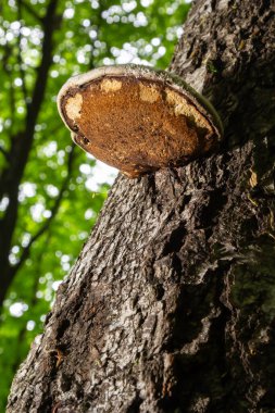 Fomes fomentarius, yaygın olarak Tinder Mantarı olarak bilinir..