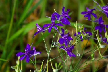 Çatallı tarla faresi, Consolida regalis ya da Vahşi Delphinium mavi çiçekleri, sığ alan derinliği. yaz bitkileri.