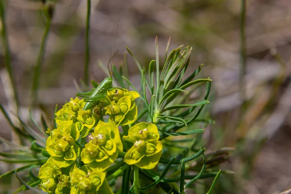 Spring Euphorbia Cyparissias Cypress Spurge Flowers Closeup Selective Focus — Stock Photo, Image