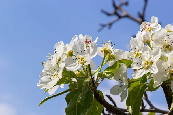 Pear blossom and spring season. Pear tree in bloom. Blurred background. Pear blossom in early spring.