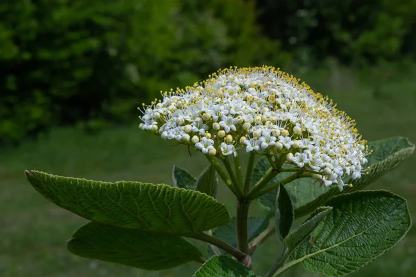 Την Άνοιξη Στα Αγριολούλουδα Του Viburnum Viburnum Lantana — Φωτογραφία Αρχείου