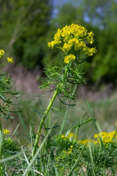 Cypress Spurge Euphorbia Cyparissias Spring Flowering Herb — Stock Photo, Image