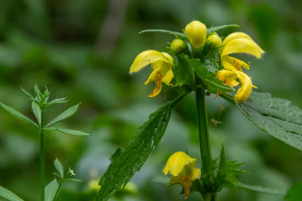 Lamiastrum Galeobdolon Other Name Galeobdolon Luteum Perennial Yellow Flowering Herb — Stock Fotó