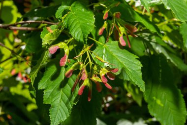 A close up of reddish-pink maturing fruits of Acer tataricum subsp. ginnala Tatar maple or Tatarian maple. clipart