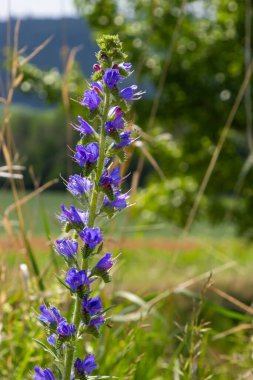Güneşli yaz gününde çiçek açan çayır. Echium vulgare, güzel kır çiçekleri. Yaz çiçekleri, yakın plan çiçekler..