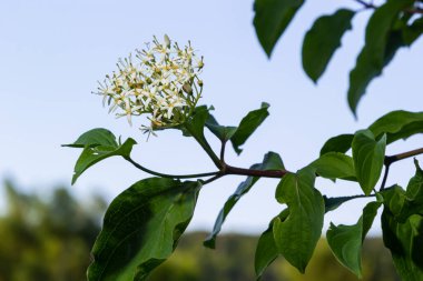 Cornus sanguinea, her yerde yeşil yapraklar olan beyaz kızılcık çiçekleri. Bahar çiçeği Viburnum lantana.