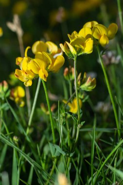 Açık sarı bal çiçeği lotus corniculatus doğal bulanık arka planda..