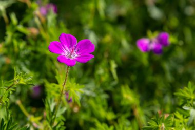 Vahşi Geranium maculatum 'un mor çiçekleri. Bahar doğası, bahar bahçesi. Geranium maculatum, vahşi sardunya ormanlara özgü bir bitkidir..