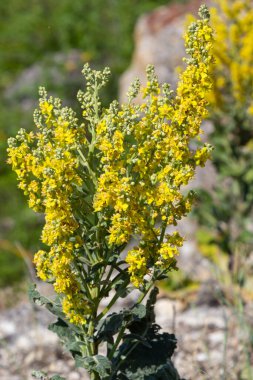 Mullein Verbascum doğal büyüme ortamında. Bitki, bitkisel ilaçlarda çok değerlidir. İnfüzyon, tütün, merhem, yağ şeklinde kullanılır..