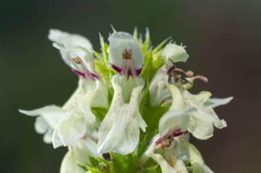 Stachys recta, lamiaceae familyasından uzun ömürlü bir bitki türü olan Lamiaceae familyasına ait bir bitki türü..