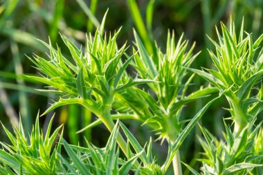 alan eryngo veya eryngium campestre. Decumanus corredor. Maydanozgiller aile üyesi bitki