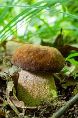 Boletus retikülatus, Boletus cinsinin bir bazidiyomicete mantarıdır..