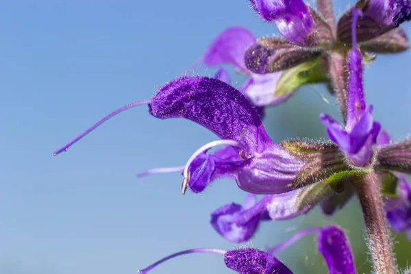 Salvia Pratensis Sage Flowers Bloom Flowering Blue Violet Purple Mmeadow — Stock Photo, Image