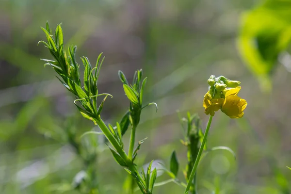 Ένα Λουλούδι Lathyrus Pratensis Του Λιβαδιού Που Αναπτύσσεται Στο Θερινό — Φωτογραφία Αρχείου