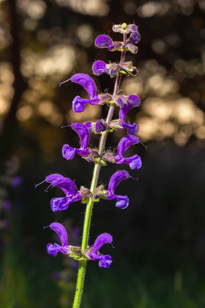 Salvia Pratensis Una Especie Planta Fanerógama Perteneciente Familia Lamiaceae Nativa — Foto de Stock