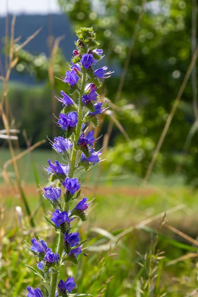 Blommande Äng Solig Sommardag Echium Vulgare Vackra Vilda Blommor Sommar — Stockfoto