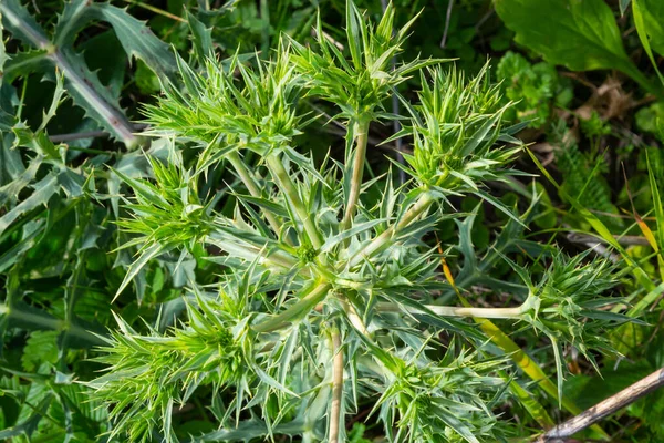 フィールド Eryngo またはエリンジウム カンペストレ カルドから 植物のセリ科の家族の一員 — ストック写真