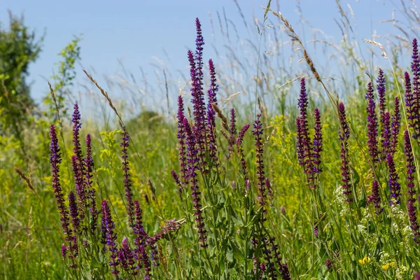 Close Salvia Nemorosa Herbal Plant Violet Flowers Meadow — Foto Stock