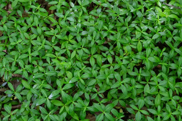 Green Leaves Background Small Tiny Myrtle Leaves Vinca Minor Species — Stockfoto