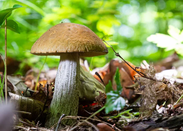 Edible Mushroom Leccinum Scabrum Birch Forest Known Birch Bolete Wild — Stockfoto
