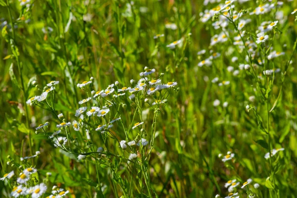 Annual Fleabane Erigeron Annuus Daisy Fleabane Eastern Daisy Fleabane Herbaceous — Zdjęcie stockowe