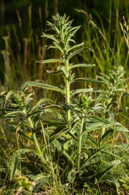 Echium italicum subsp. biebersteinii, Boraginaceae. Wild plant shot in spring.