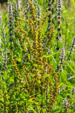 Closeup detail of Rumex Crispus Flower under the warm summer sun.