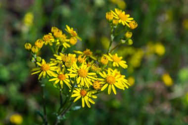 Closeup of yellow flowering Common Ragwort or Jacobaea vulgaris plants early in the morning on a sunny day with a blue sky in the Dutch summer season.