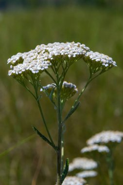 Yarrow common, flowers of a medicinal plant. Raw materials for the medical industry.