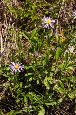 Aster amellus, Compositae. Wild plant shot in summer.