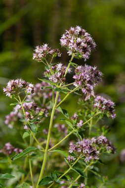 Close up view of pinc and lilac flowerheads of blooming oregano, origanum vulgare. Selected focus, blurred background.